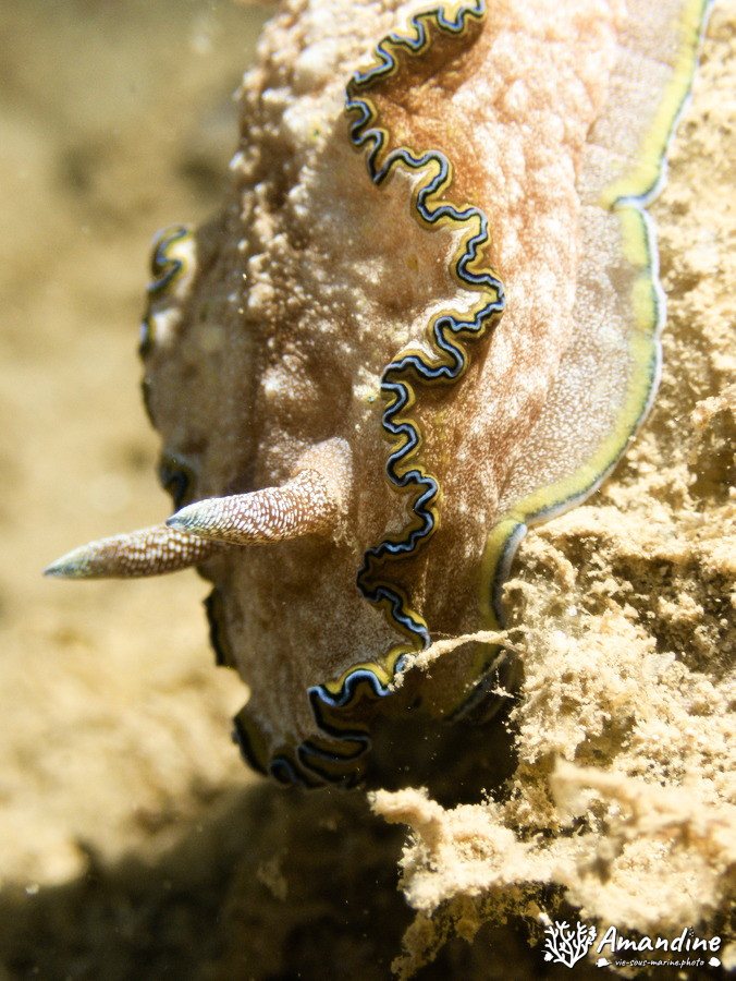 Nudibranche