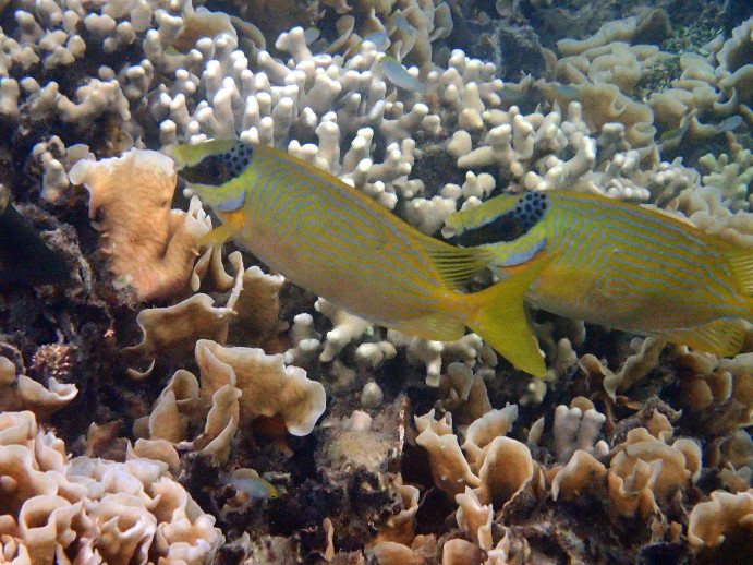 Siganus puellus