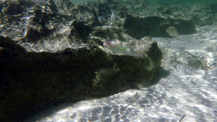 Halichoeres trimaculatus