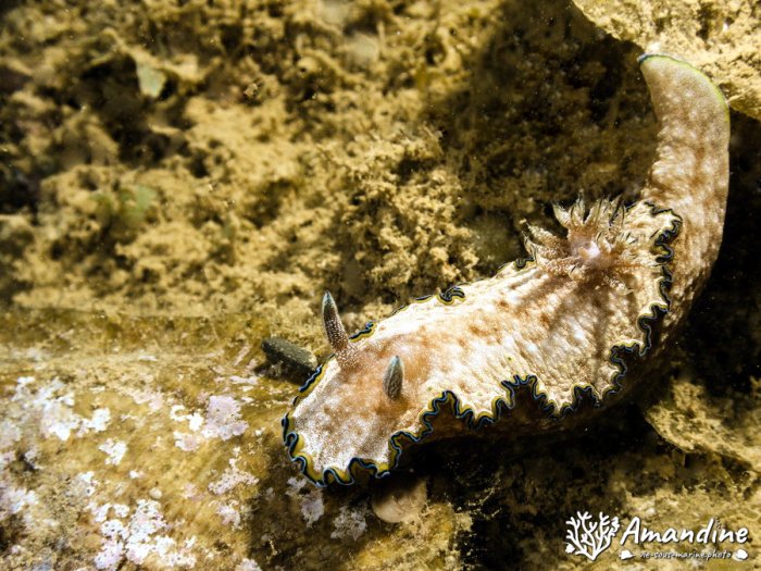 Nudibranche