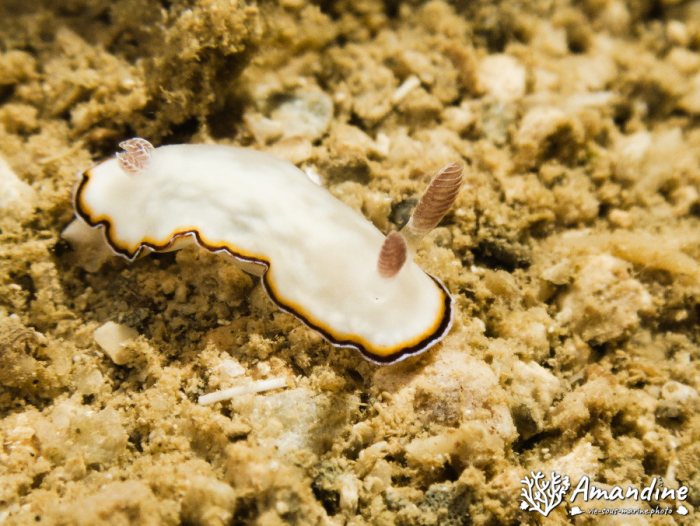Nudibranche