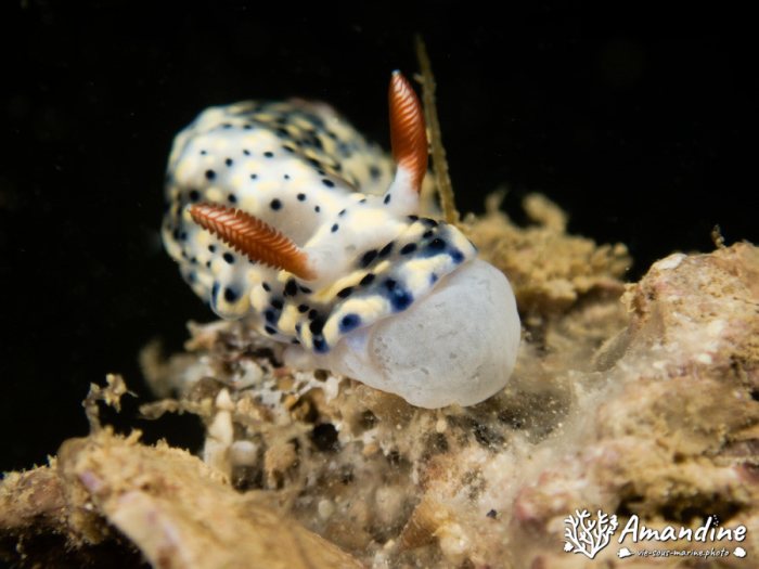Nudibranche