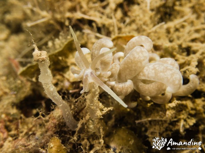 Limaces de mer