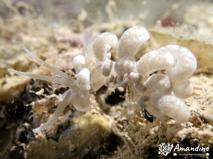 Limaces de mer