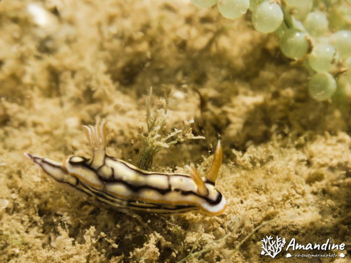 Nudibranche