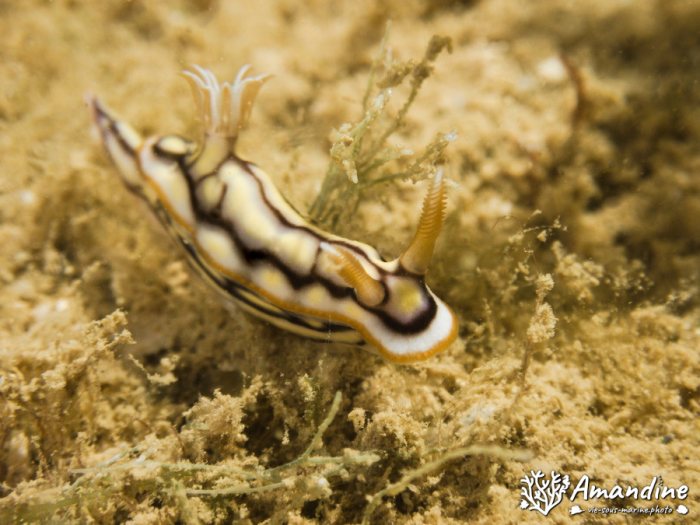 Nudibranche