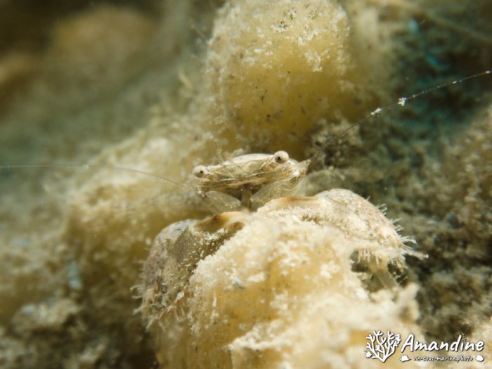 Crabe