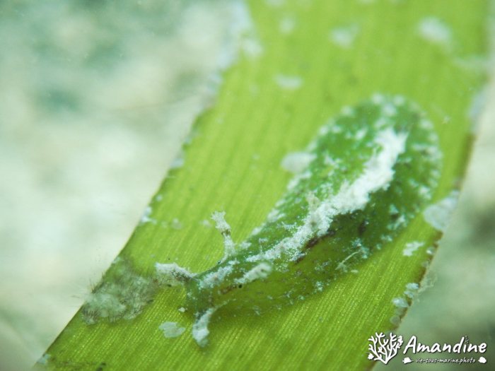 Lièvre de mer (anaspidé)