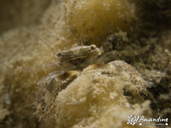 Crabe