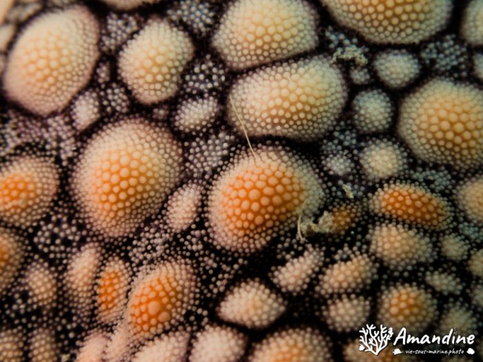 Nardoa gomophia
