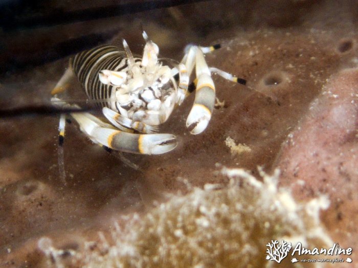 Gnathophyllum americanum