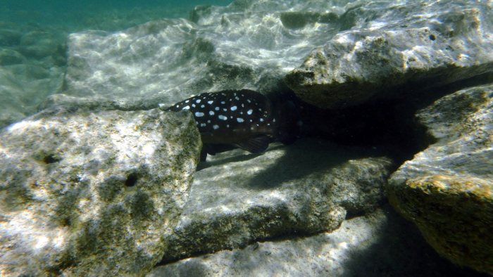 Epinephelus coeruleopunctatus