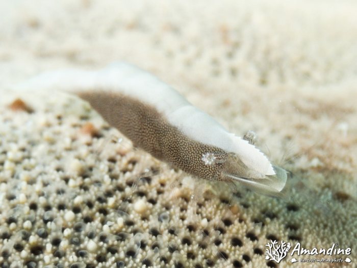 Zenopontonia soror