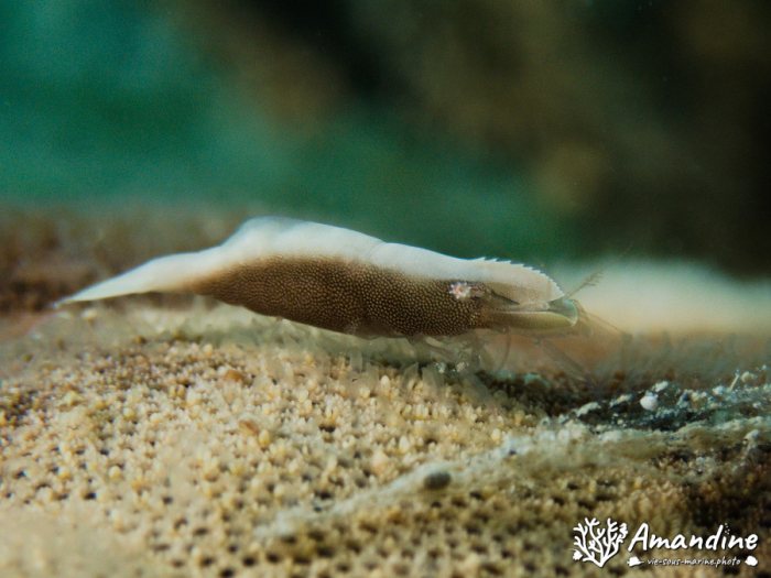 Zenopontonia soror