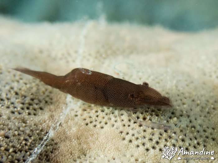 Zenopontonia soror