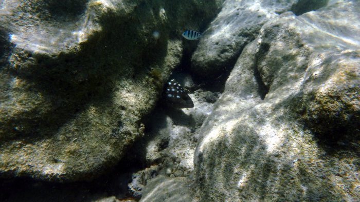 Epinephelus coeruleopunctatus