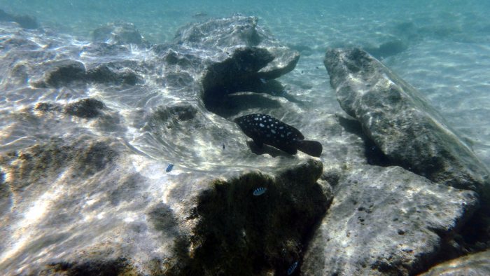 Epinephelus coeruleopunctatus