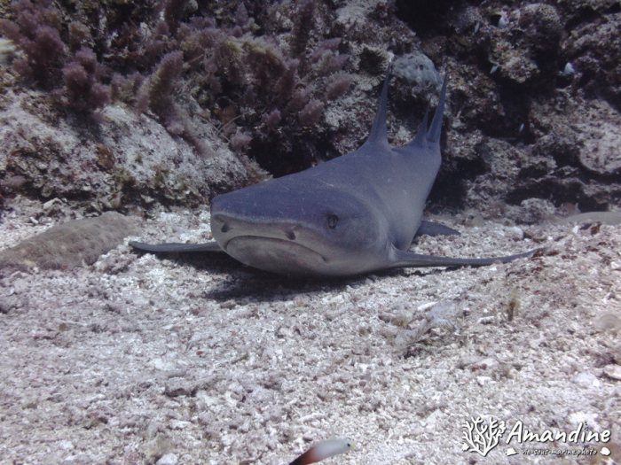 Requin à pointe blanche du lagon