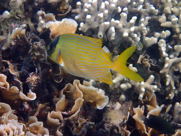 Siganus puellus