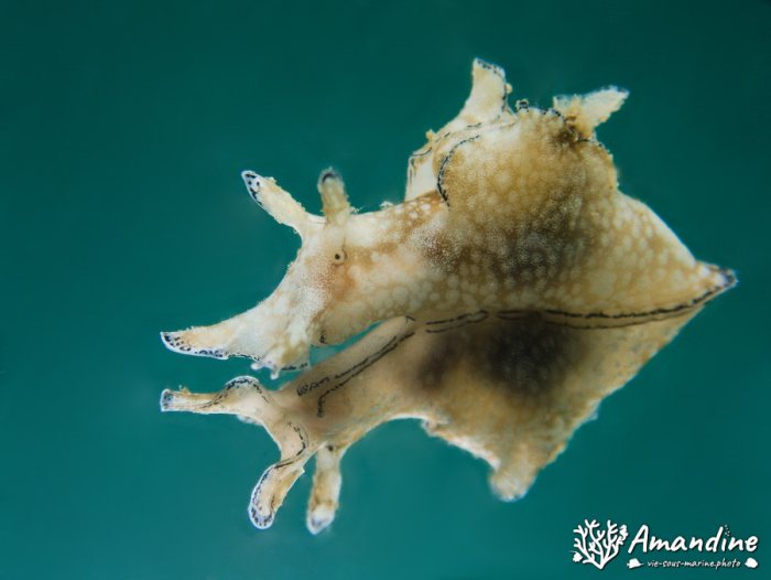 Lièvre de mer (anaspidé)