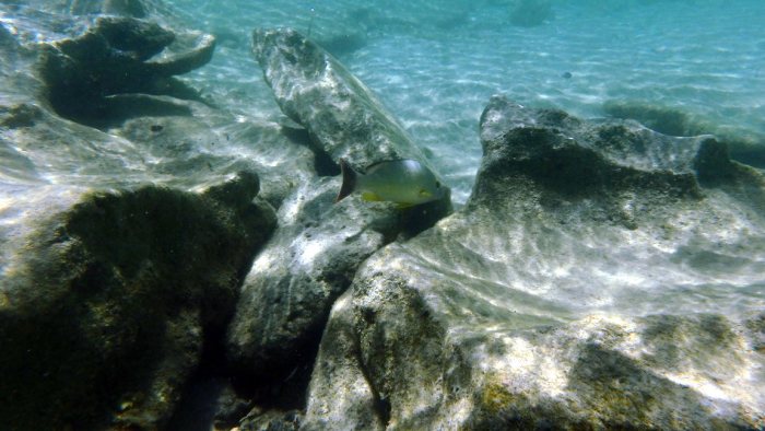 Lutjanus fulvus