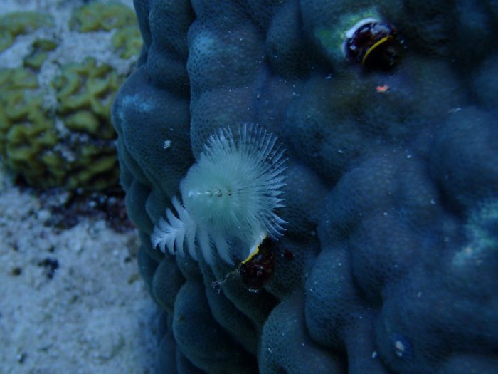 Spirobranchus corniculatus