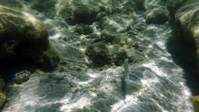 Scolopsis bilineata