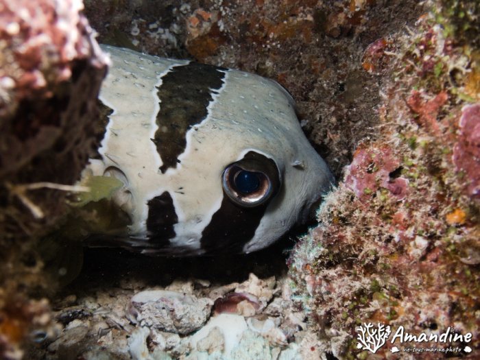 Poisson porc-épic à tâches auréolées