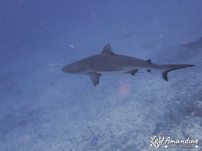 Requin gris de récif