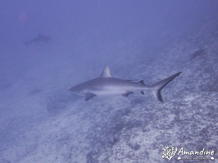 Requin gris de récif