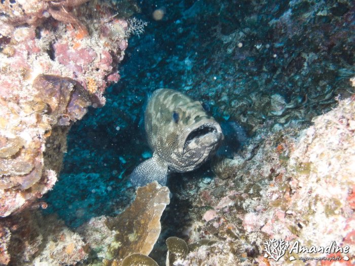 Poissons osseux