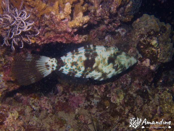 Aluterus scriptus
