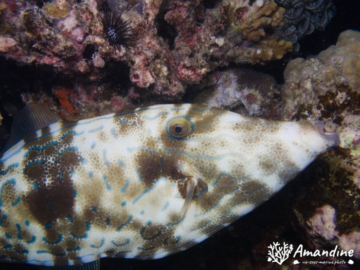 Aluterus scriptus