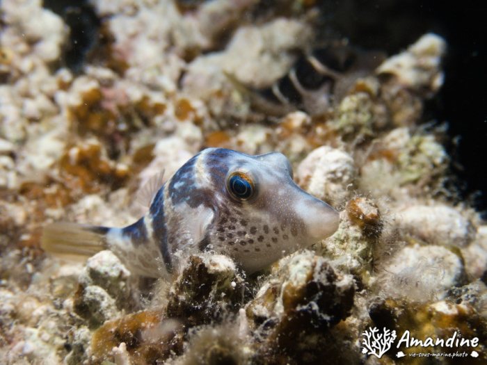 Canthigaster valentini
