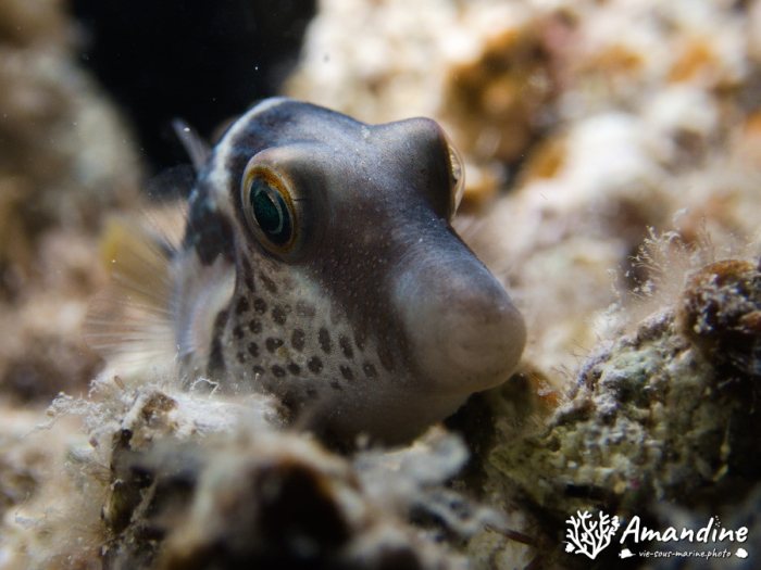 Canthigaster valentini