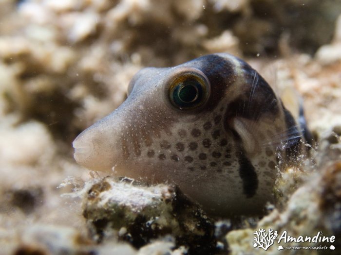 Canthigaster valentini