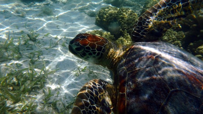 Chelonia mydas (tortue verte)