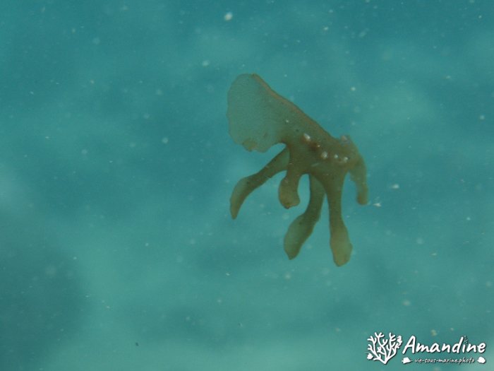 Mollusques