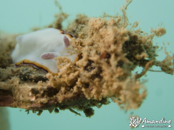 Mollusques