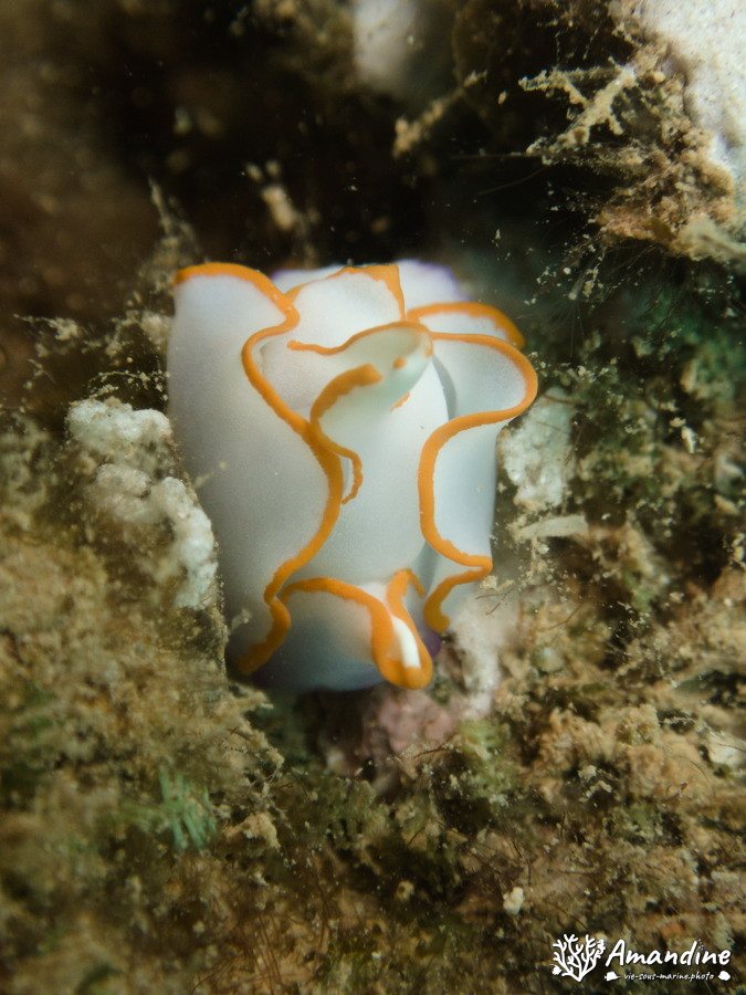 Mollusques
