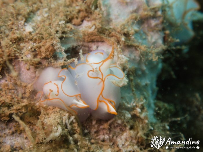 Mollusques