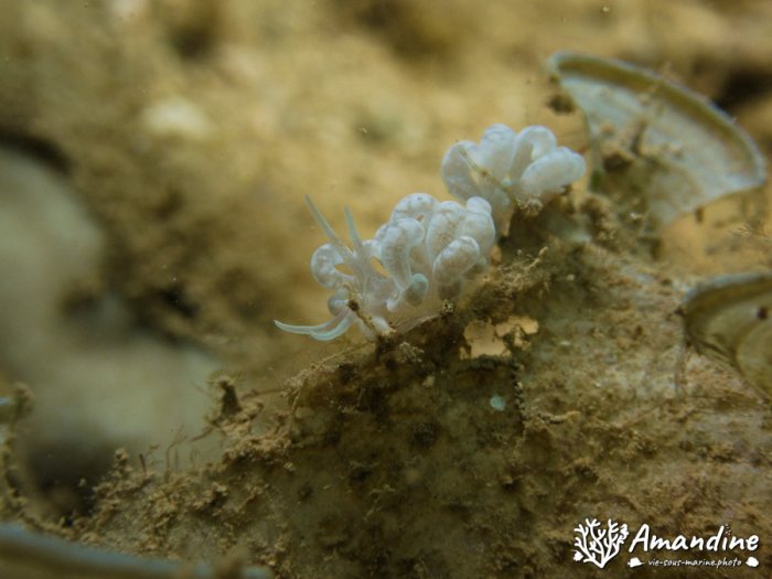 Mollusques