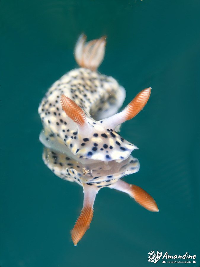 Doridien