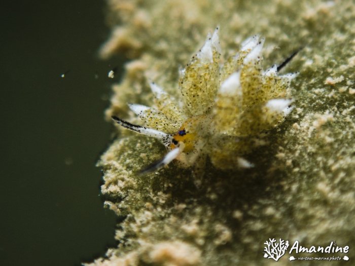 Mollusques