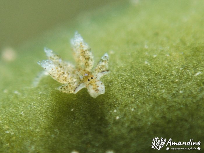 Mollusques