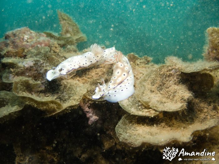 Limaces de mer