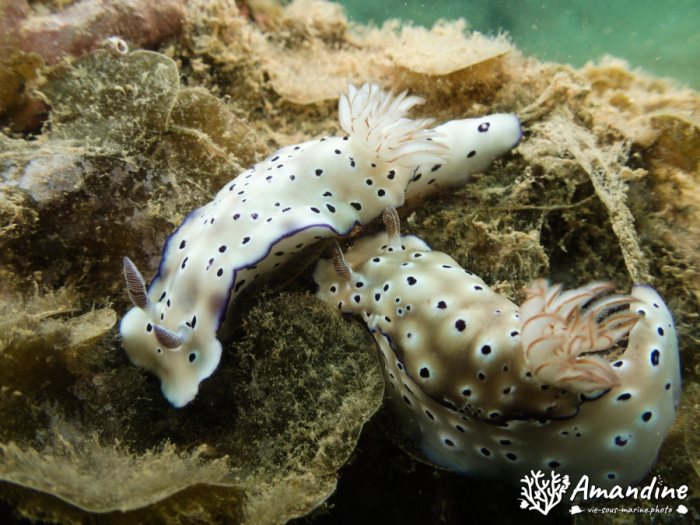 Limaces de mer