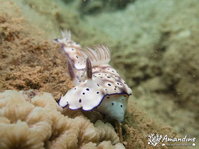 Limaces de mer