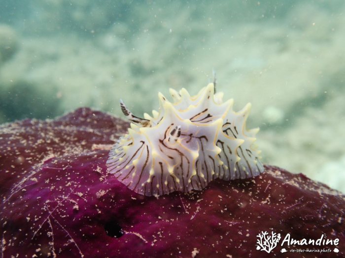 Limaces de mer
