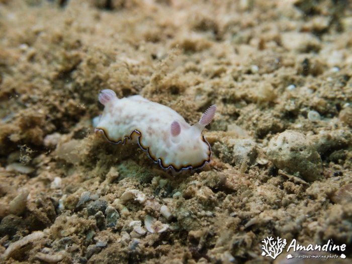 Limaces de mer